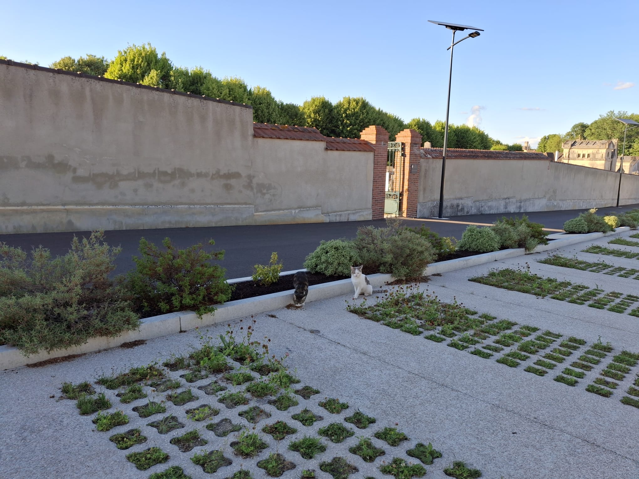 Chat libre de Nogent-sur-Seine