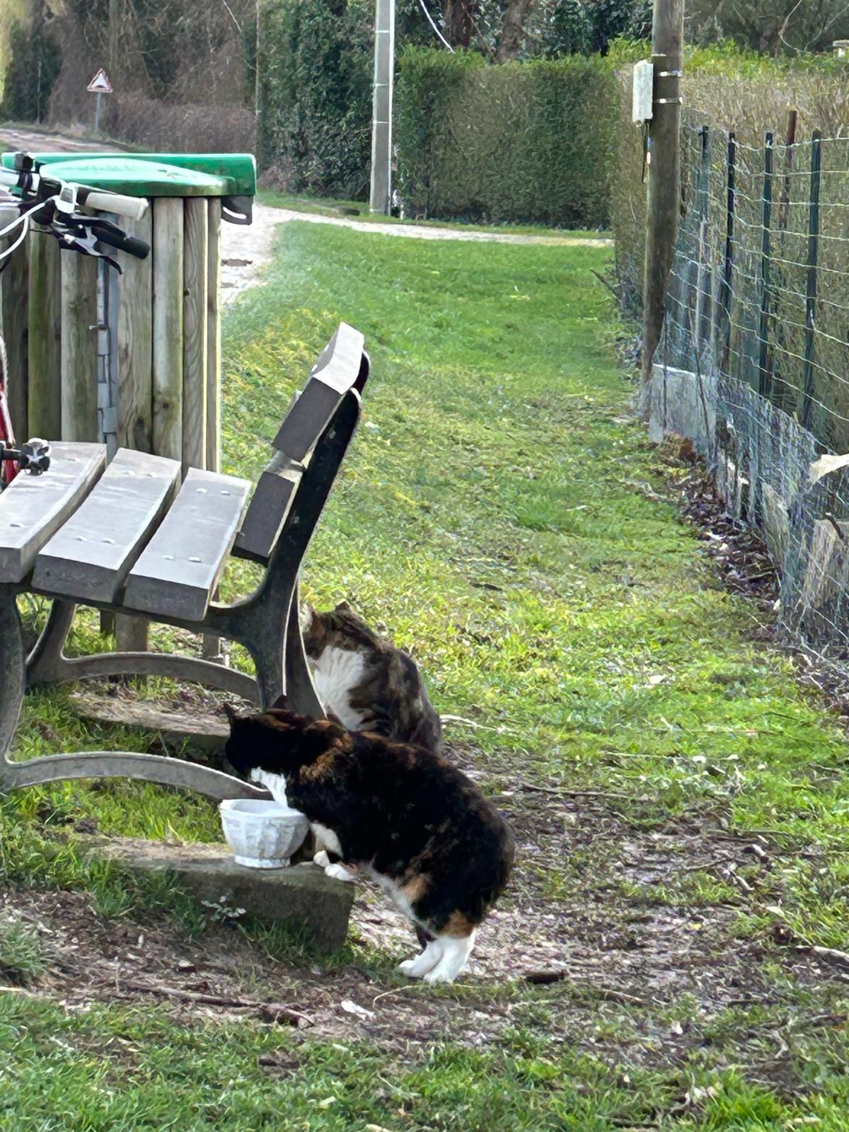 Chat dans la nature