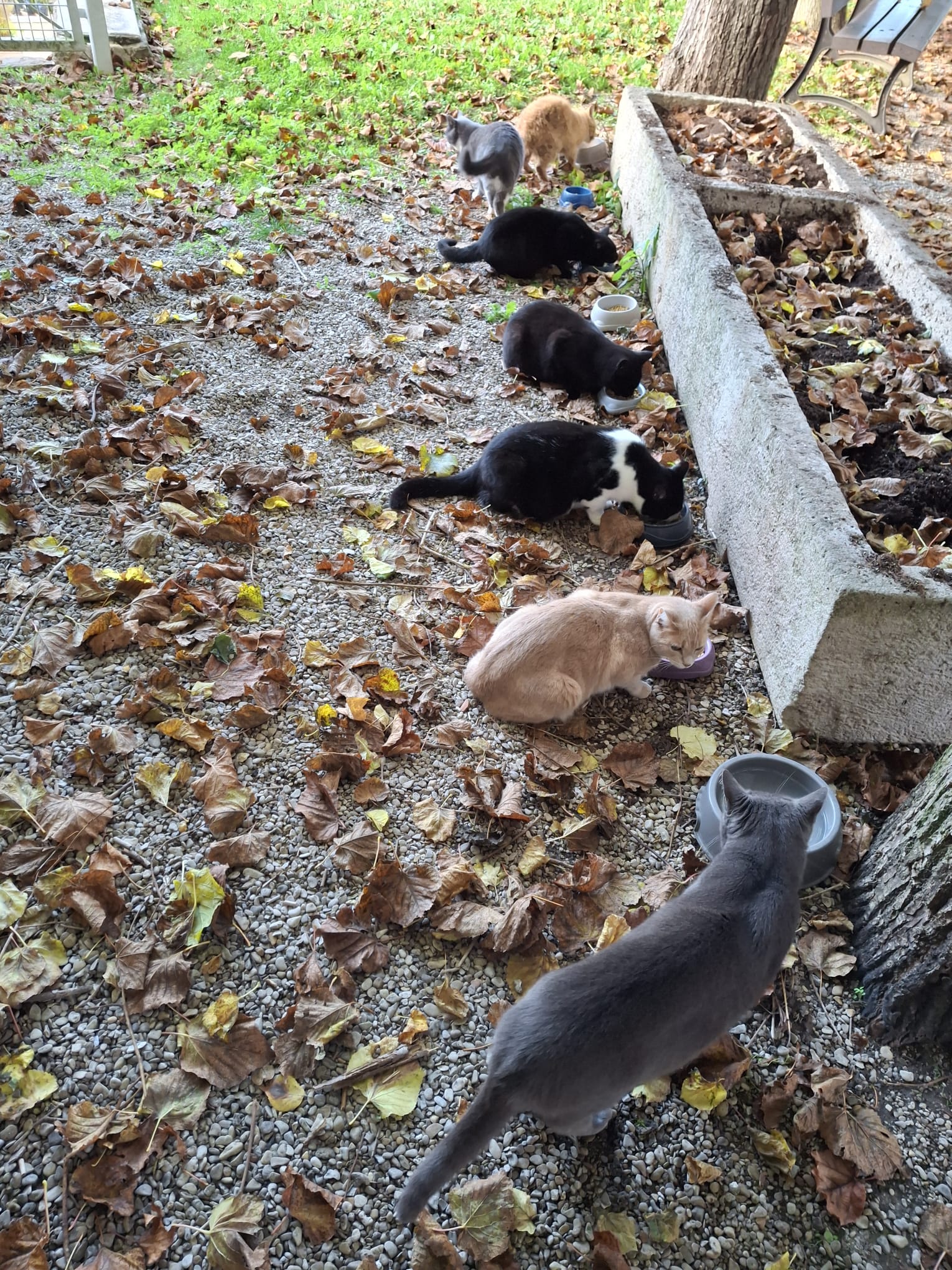 Chat libre de Nogent-sur-Seine