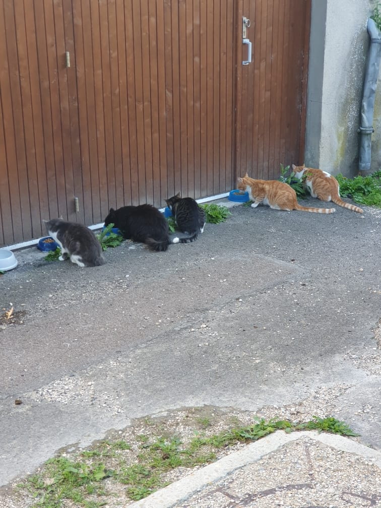 Chats mangeant