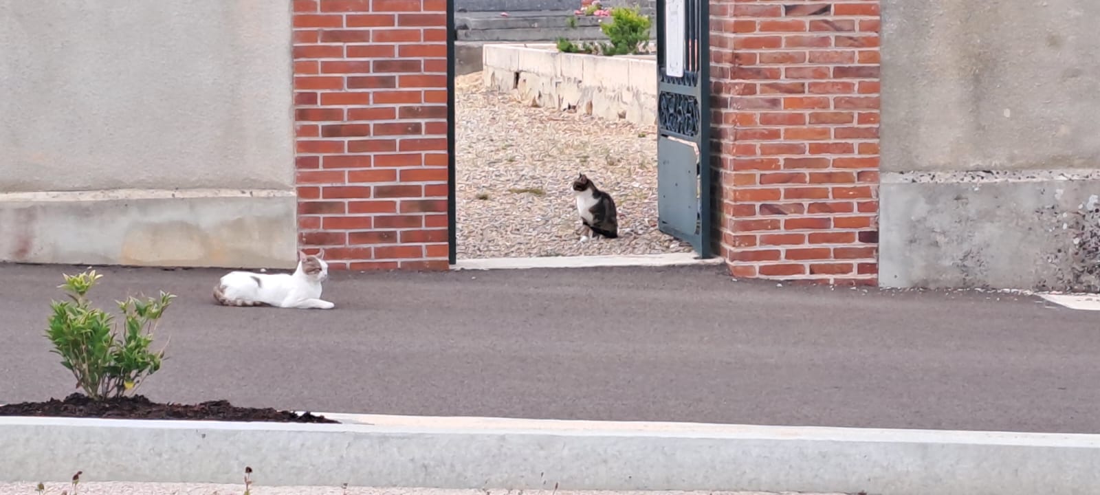 Chat libre