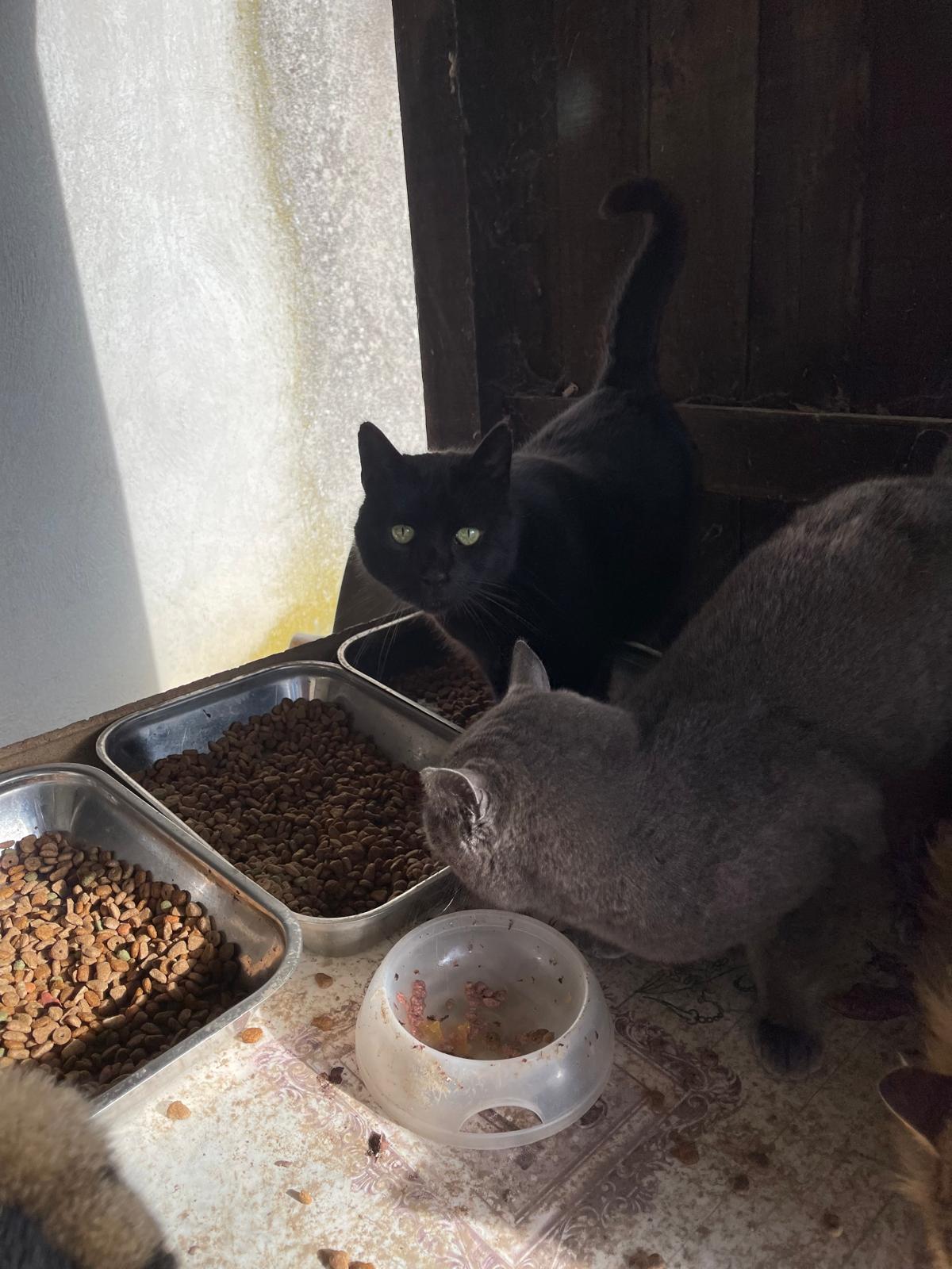 Chats mangeant sous une cabane