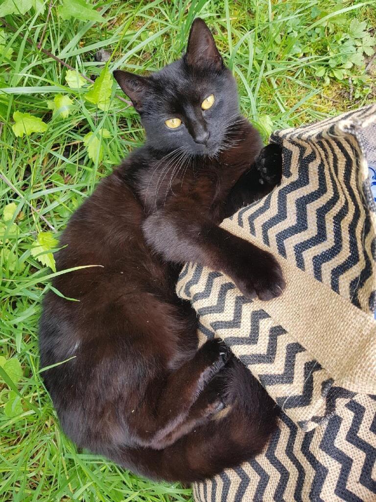 Chat libre