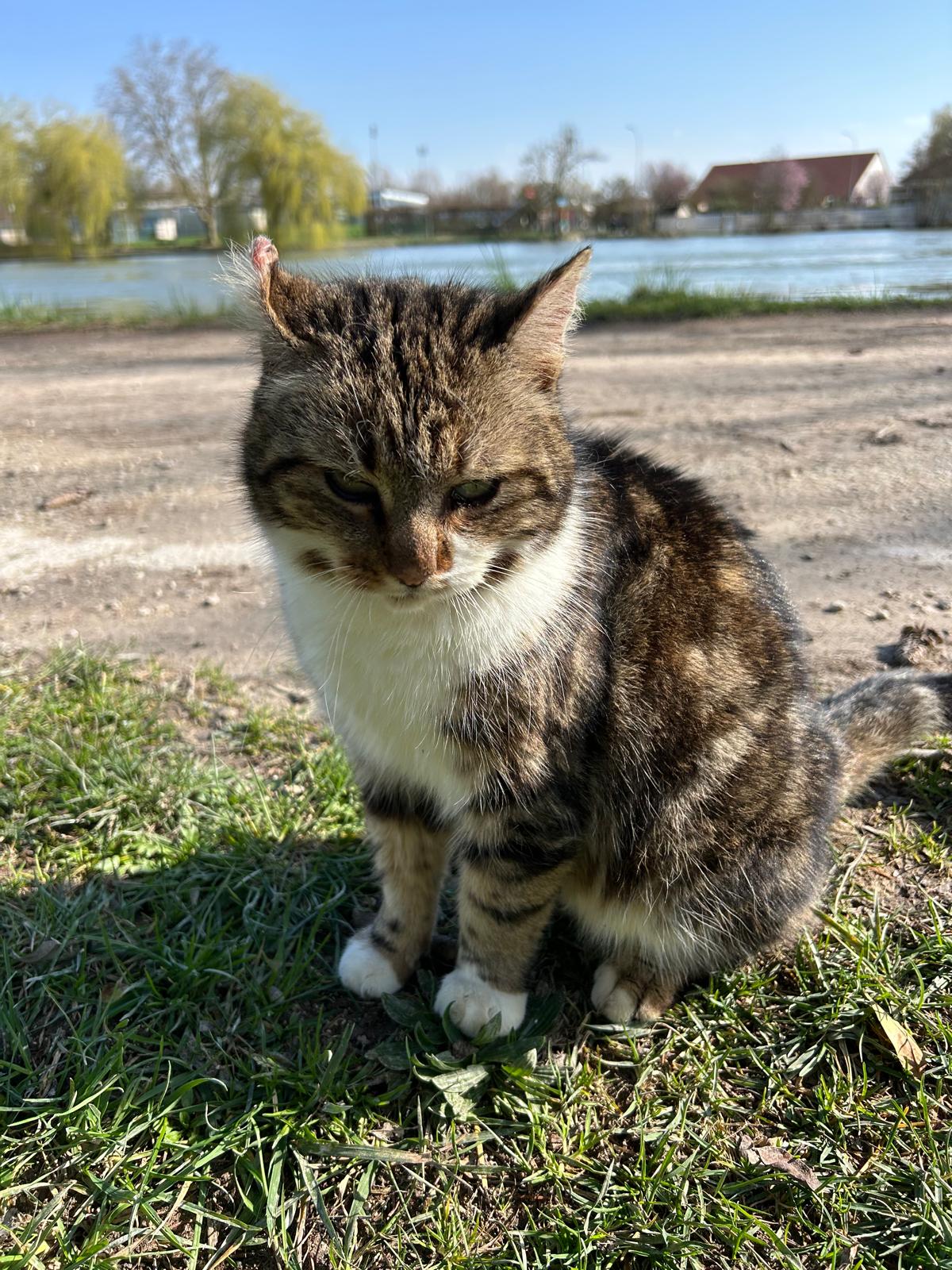 Chat libre