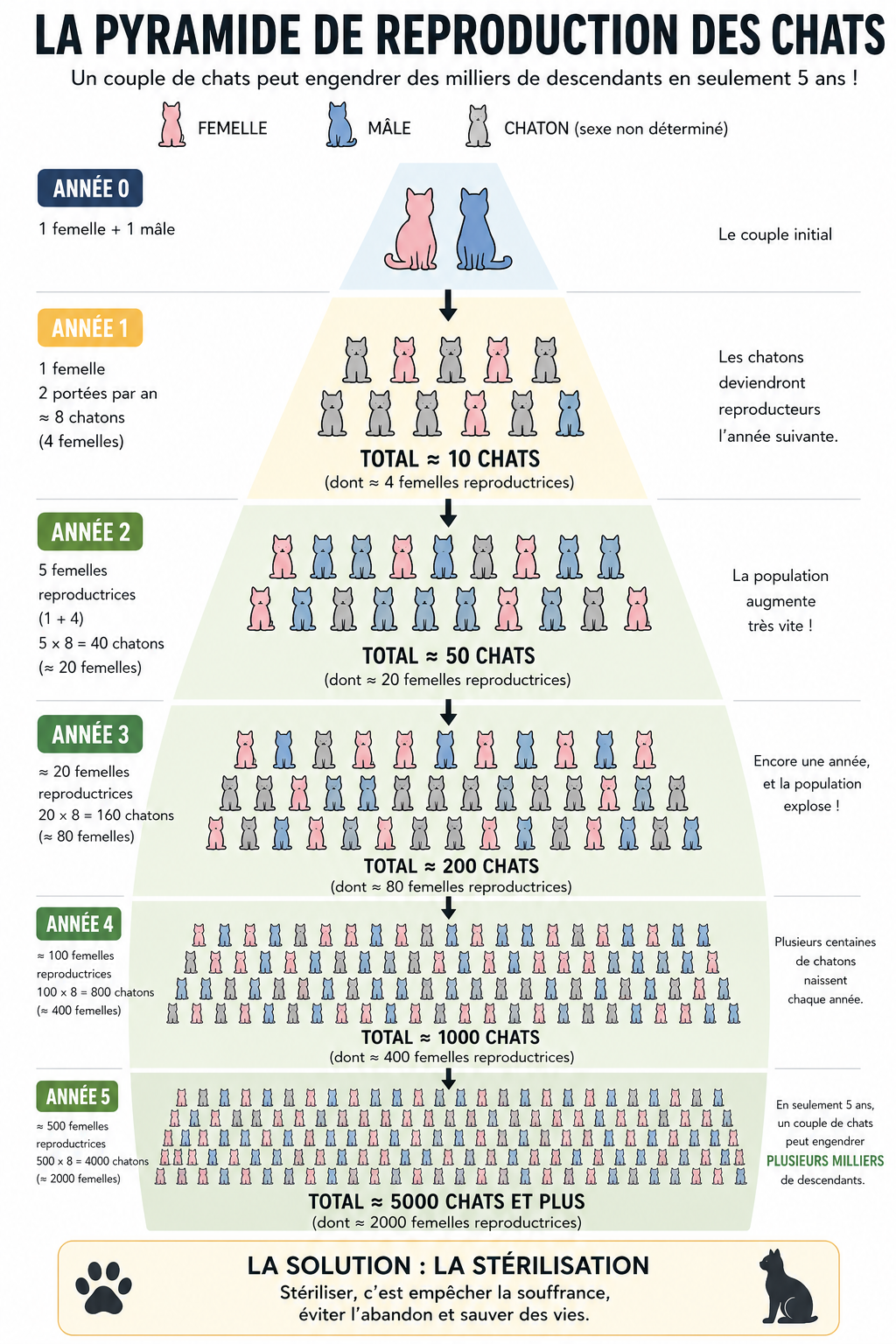 Schéma de la pyramide de prolifération des chats